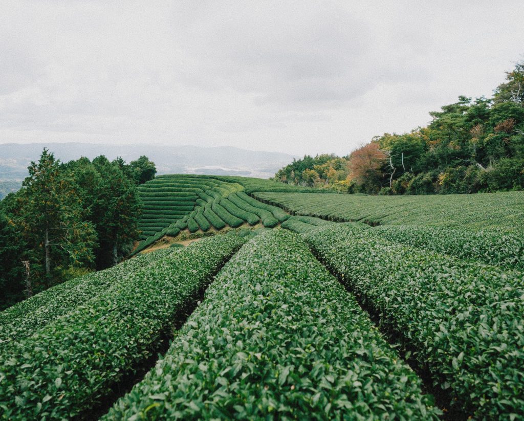 green plants grow in lines on rolling hills (1)